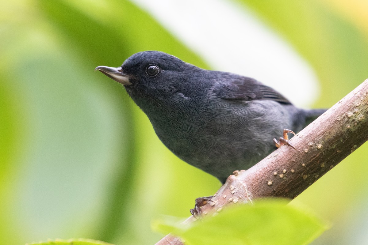 Slaty Flowerpiercer - ML348904071