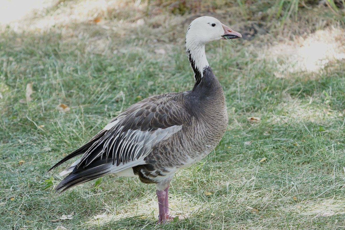 Snow Goose - ML348904171