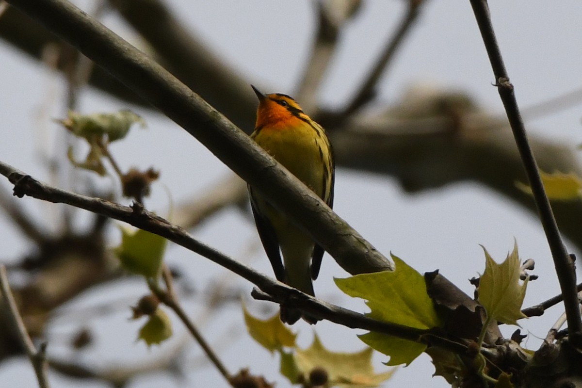 Blackburnian Warbler - ML348904481