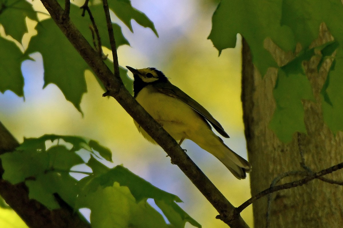 Hooded Warbler - ML348905891