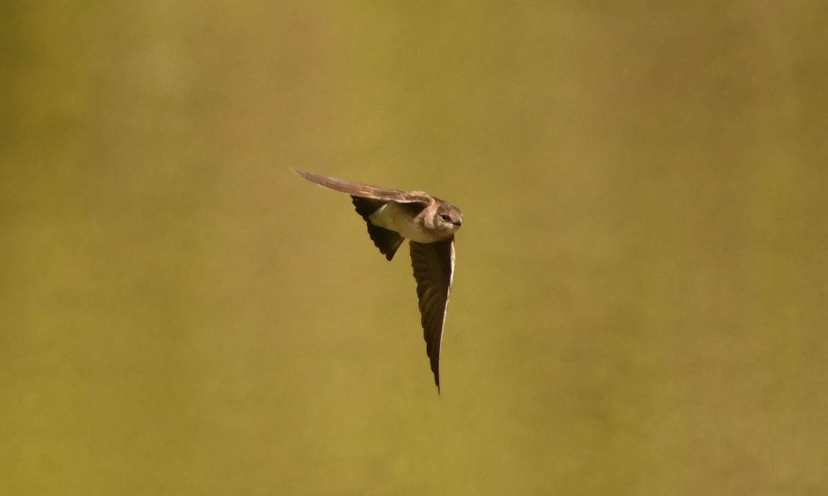 Northern Rough-winged Swallow - Tom Frankel