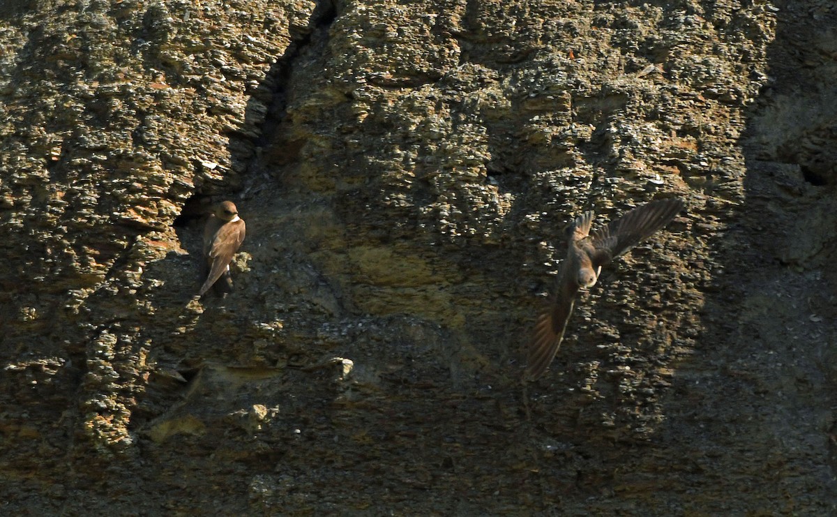 Hirondelle à ailes hérissées - ML348906781