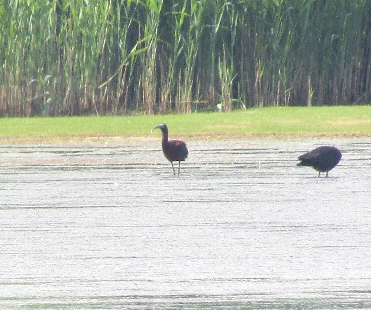 White-faced Ibis - ML348906941