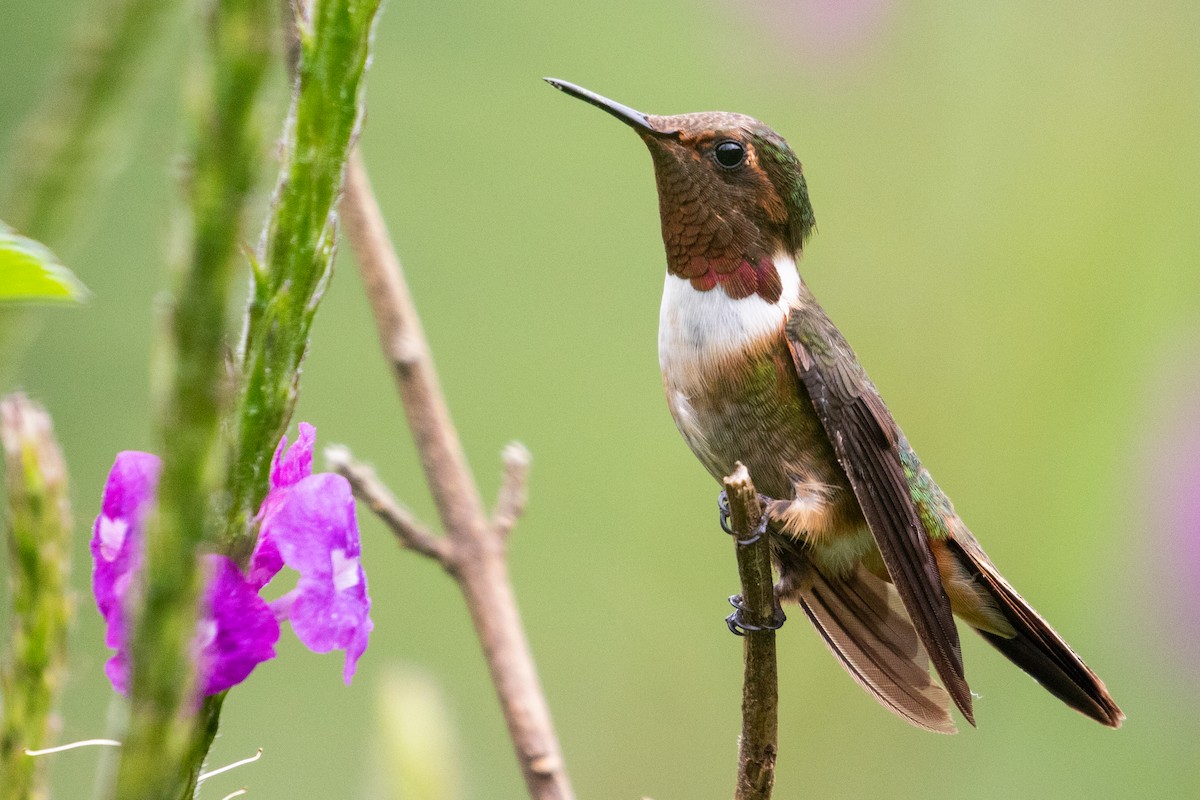 Volcano Hummingbird (Rose-throated) - ML348907171