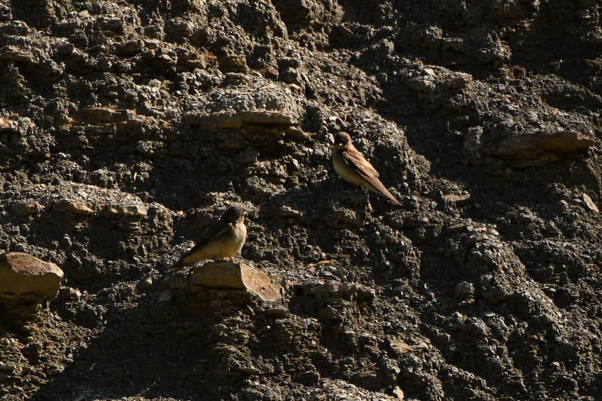 Hirondelle à ailes hérissées - ML348907301