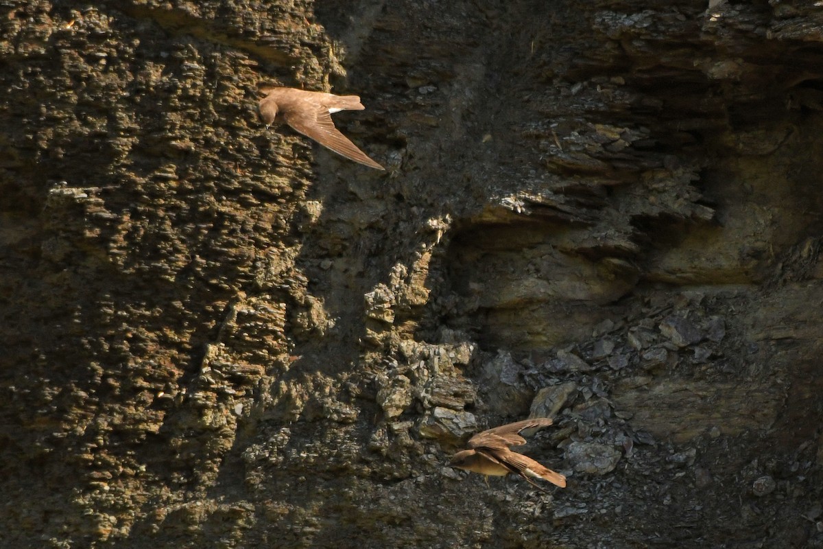 Northern Rough-winged Swallow - ML348907341