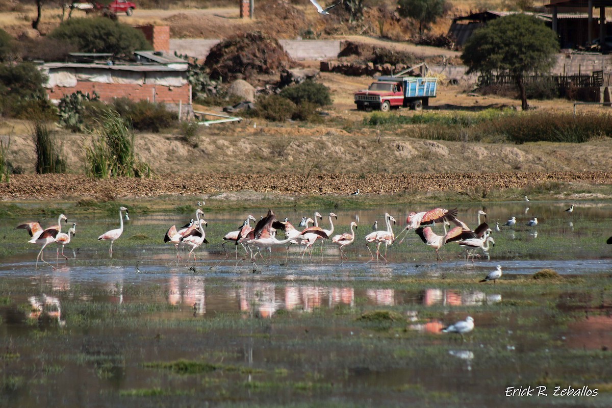 Chilean Flamingo - ML348908141