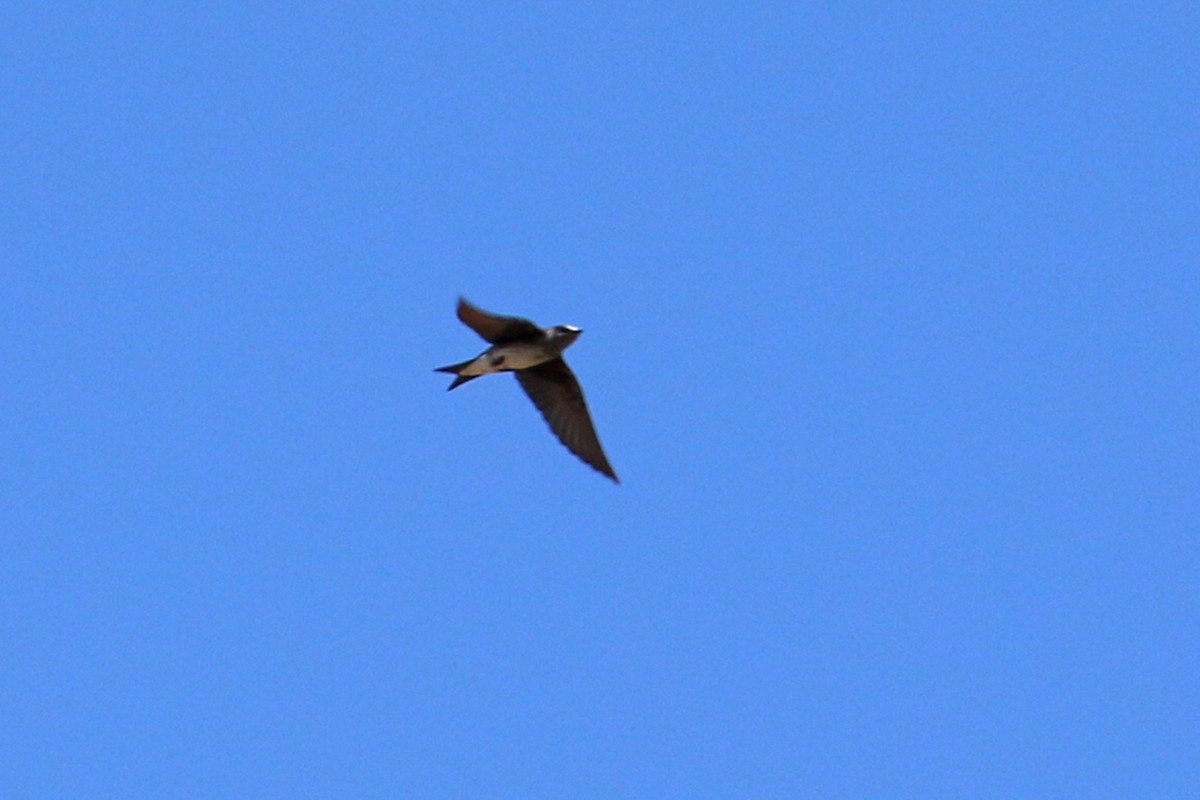 Purple Martin - ML348909891
