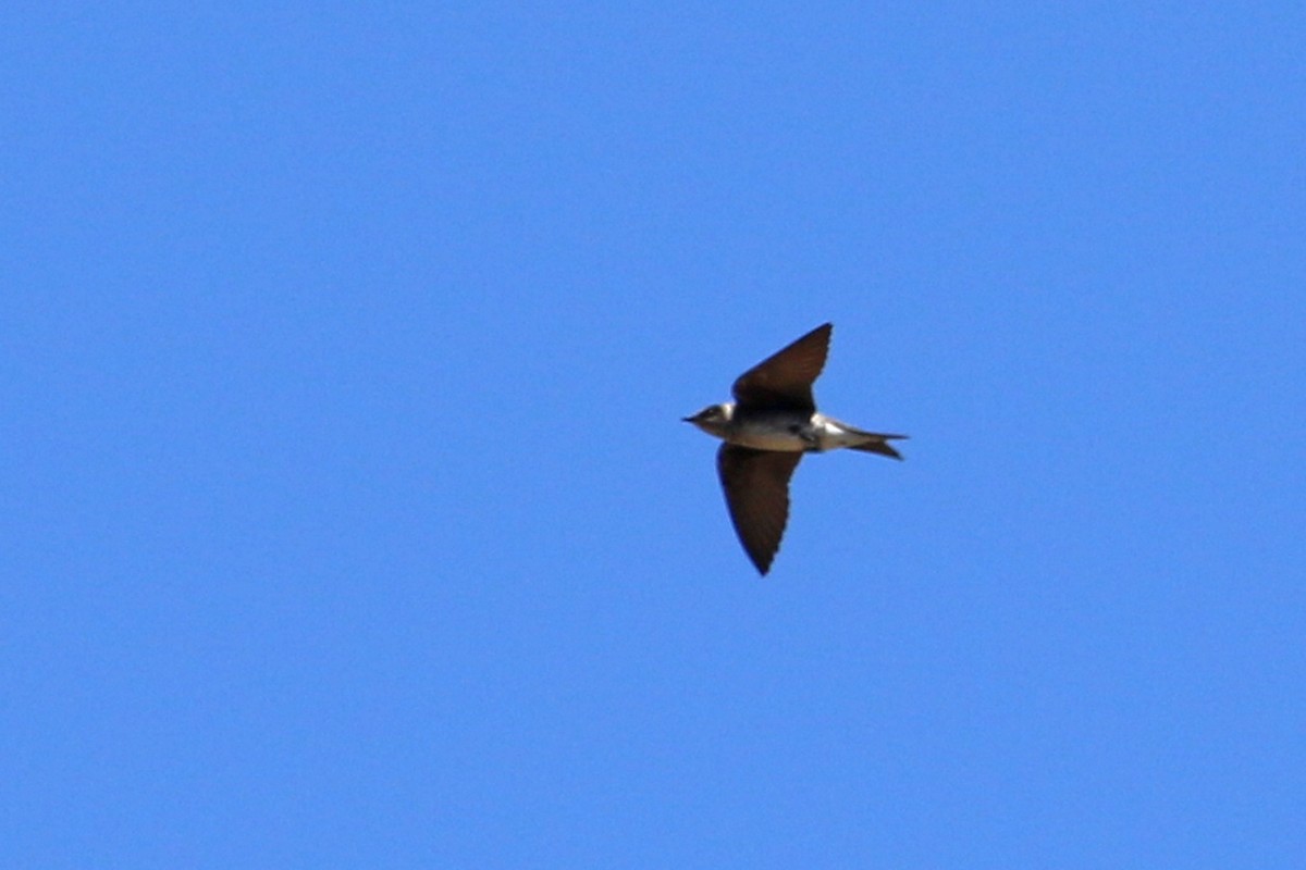 Purple Martin - ML348909931