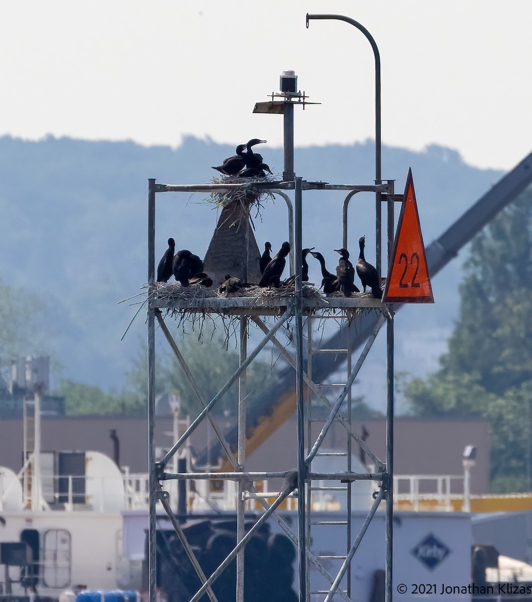 Double-crested Cormorant - ML348910231