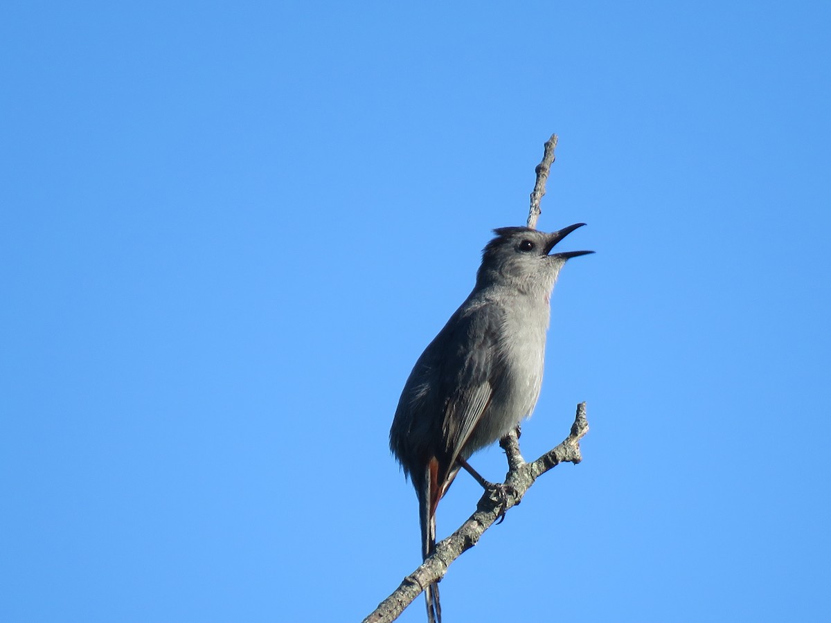 Gray Catbird - ML348911511