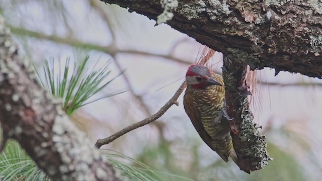 Golden-olive Woodpecker - ML348911741