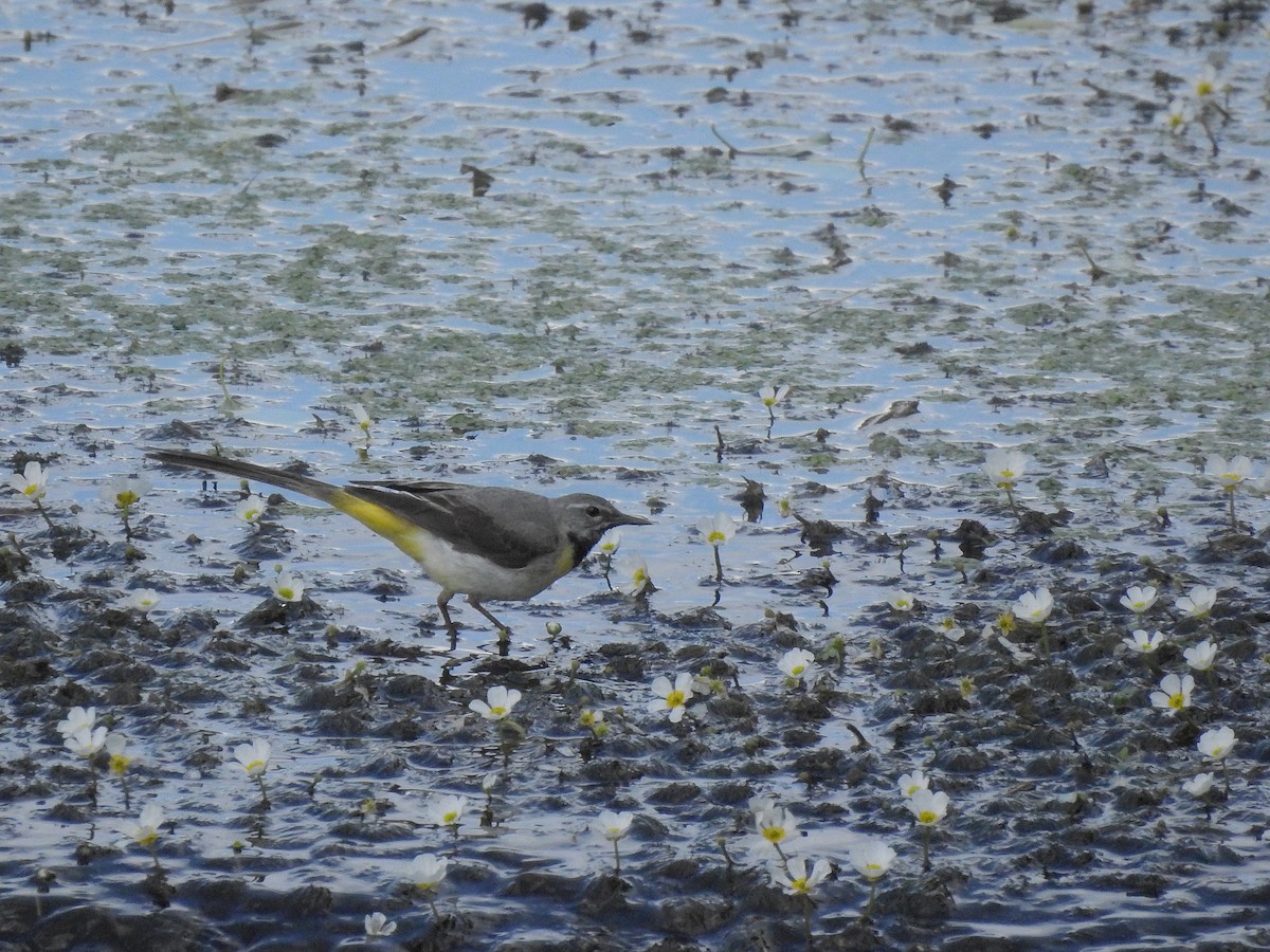 Gray Wagtail - ML348912941