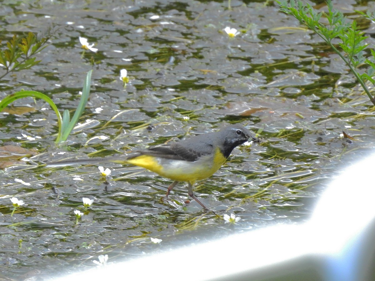 Gray Wagtail - ML348912971