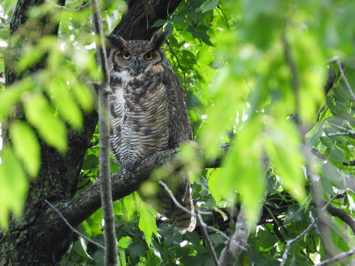 Great Horned Owl - ML348913771