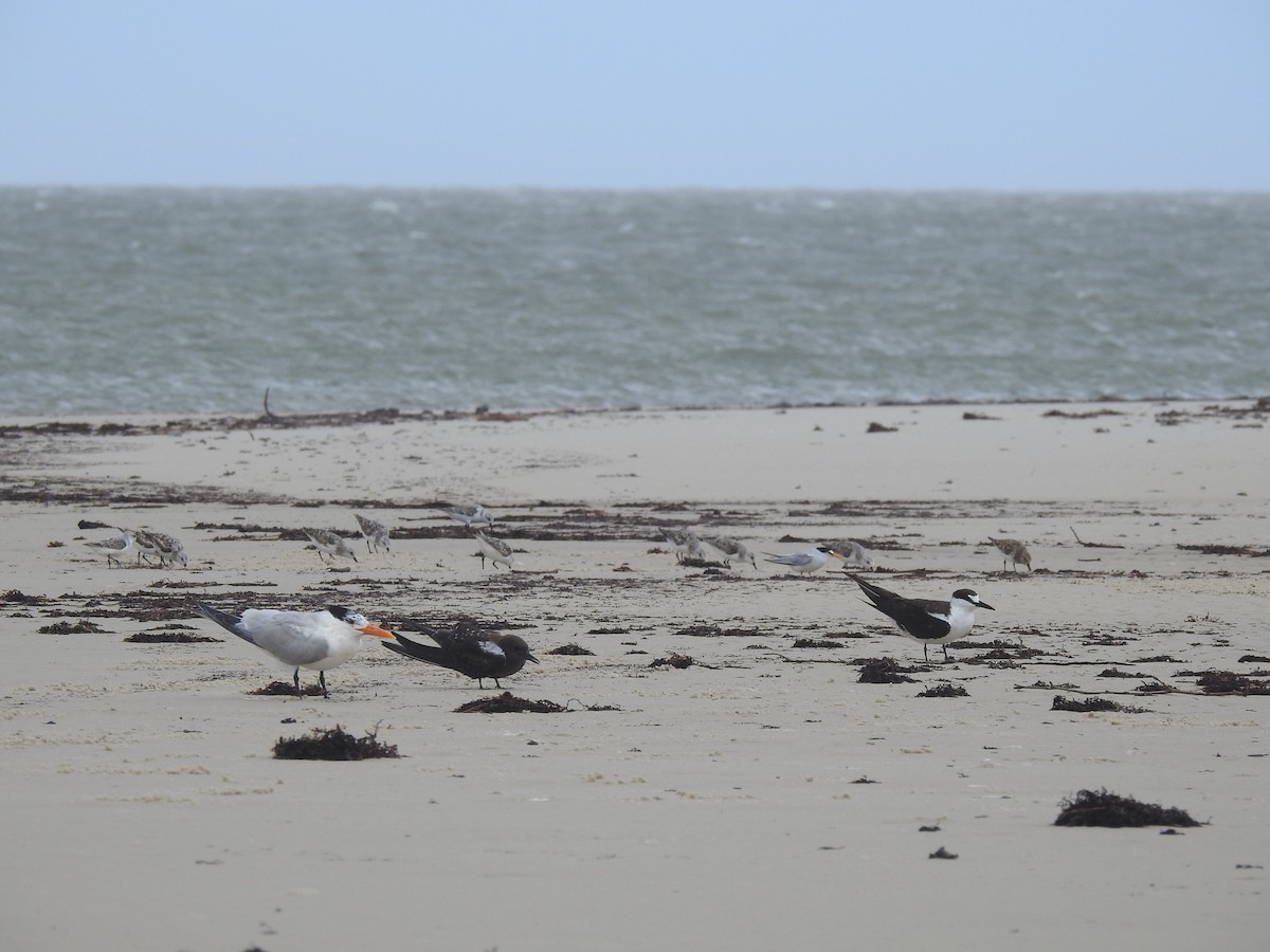 Sooty Tern - Marybeth Lima