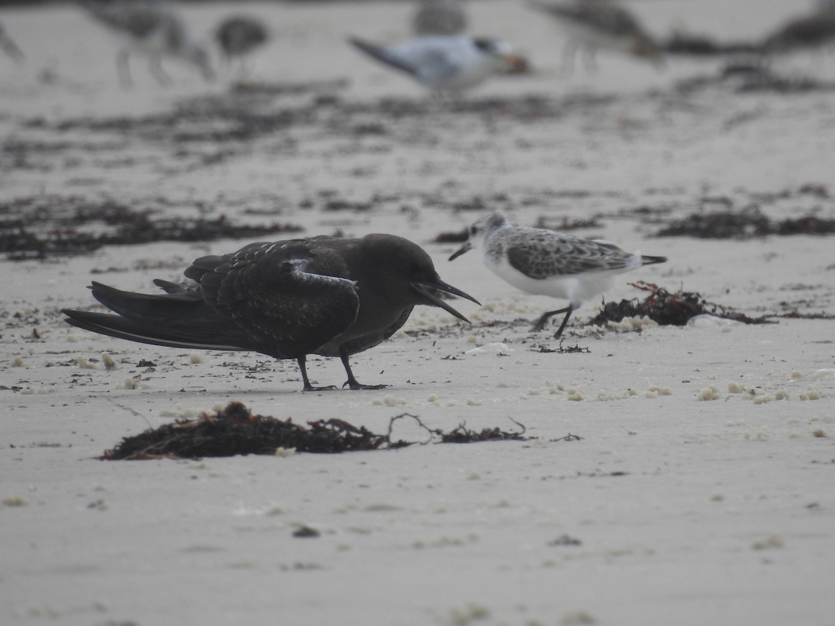 Sooty Tern - ML348914791