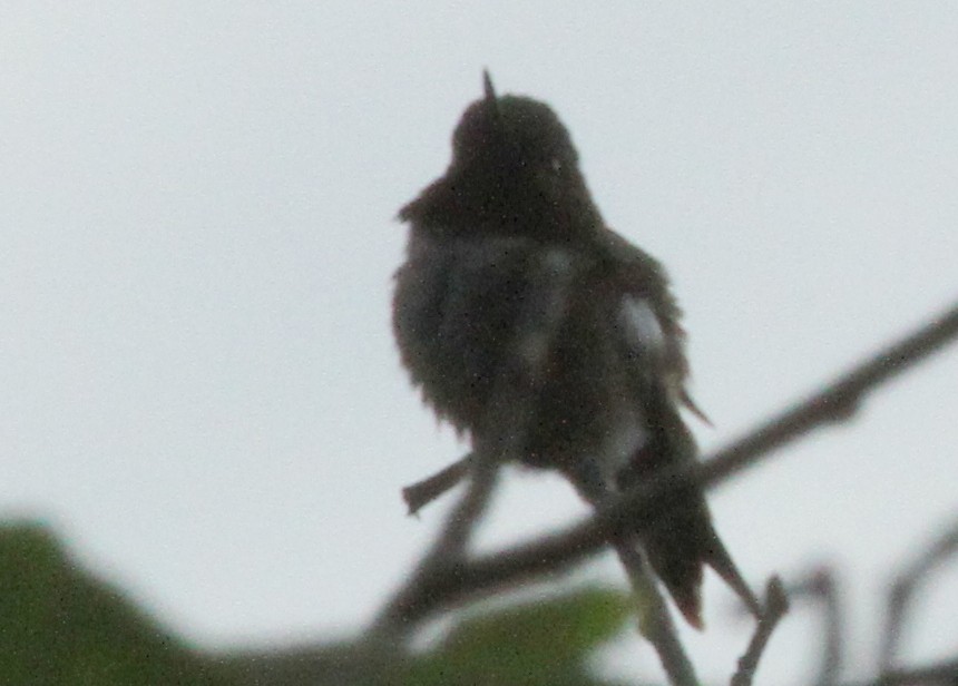 Ruby-throated Hummingbird - ML348914811