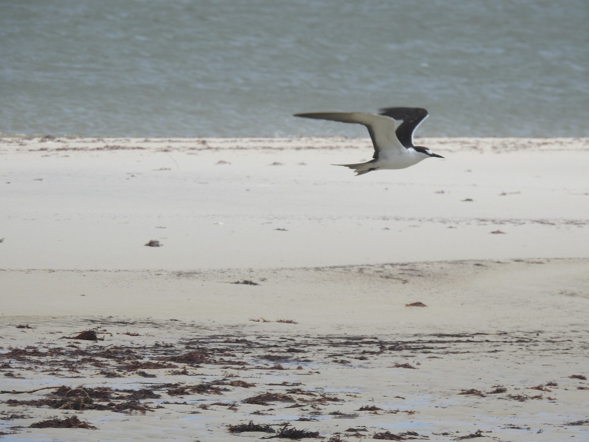 Sooty Tern - ML348915211