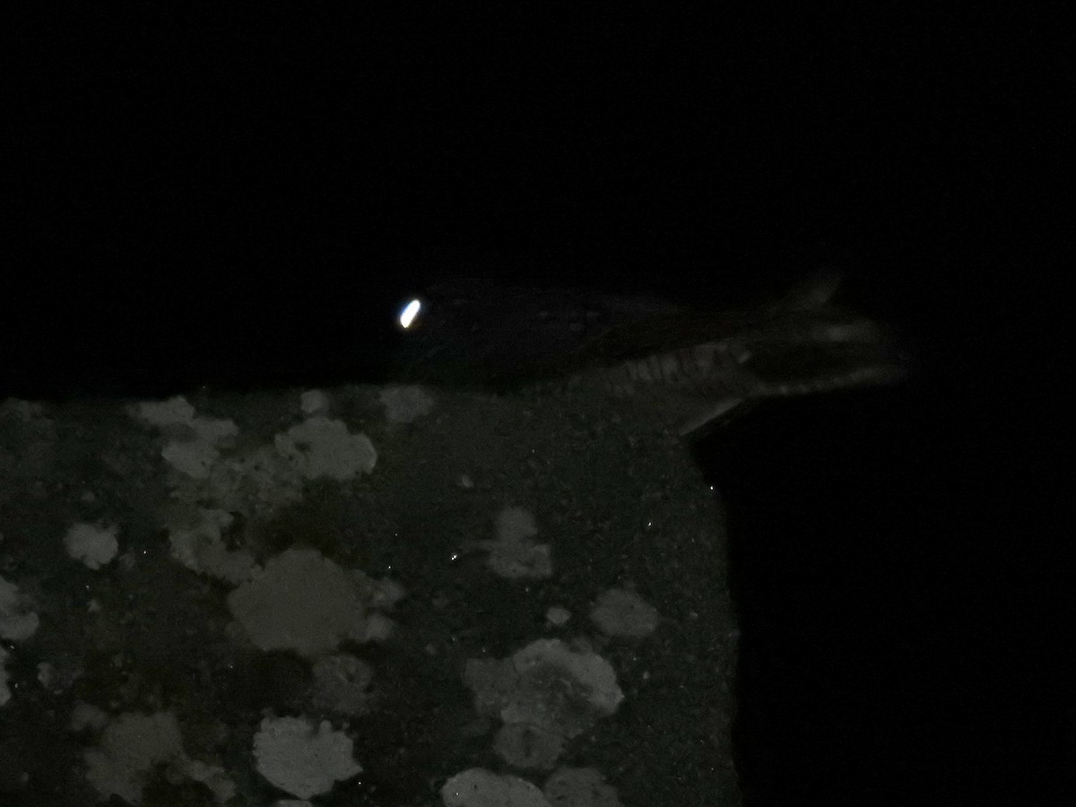 Eurasian Nightjar - ML348915261