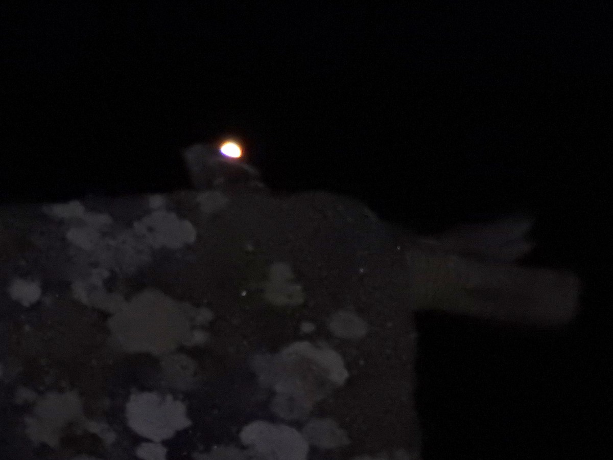 Eurasian Nightjar - ML348915281