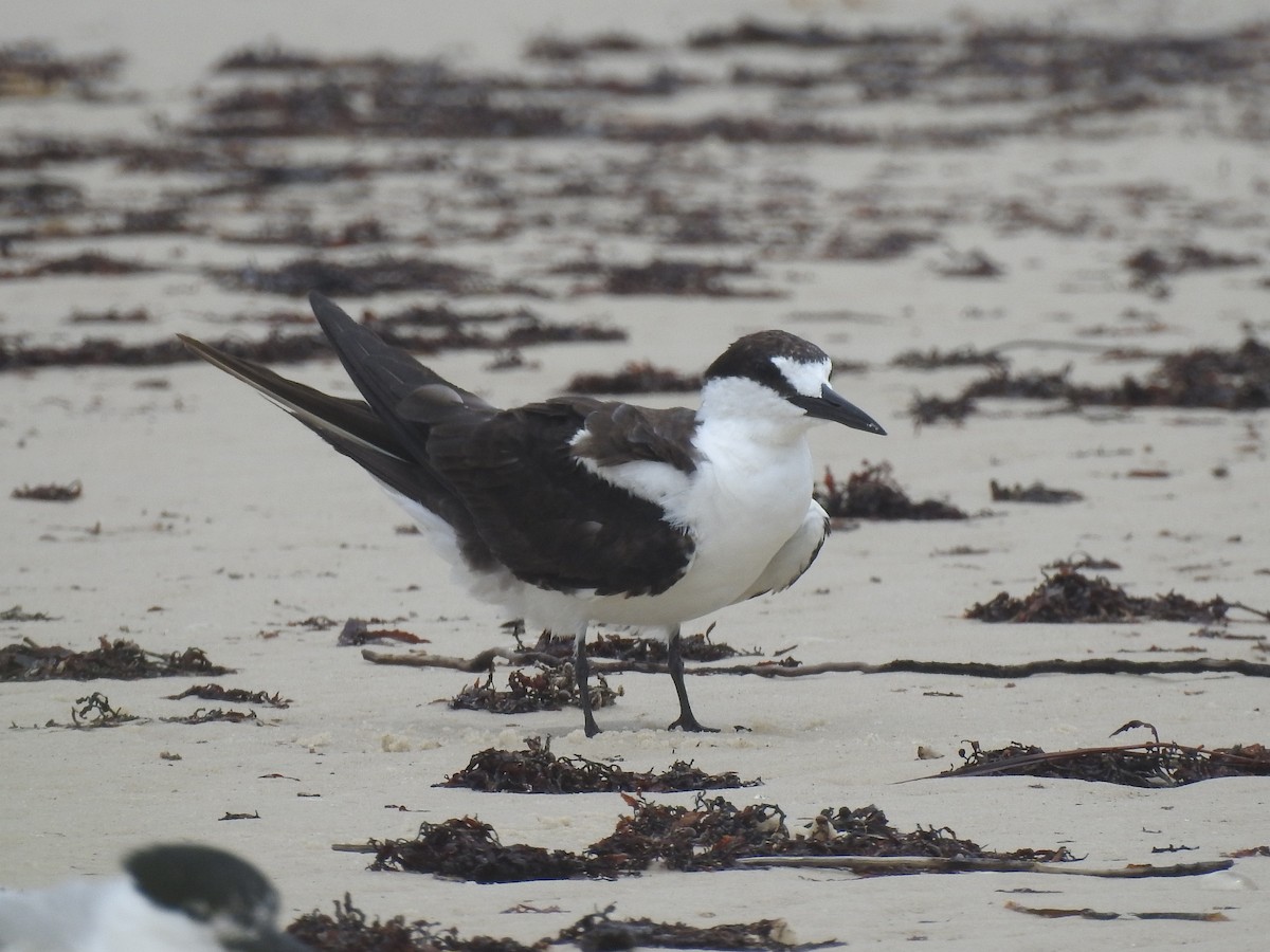 Sooty Tern - ML348915301