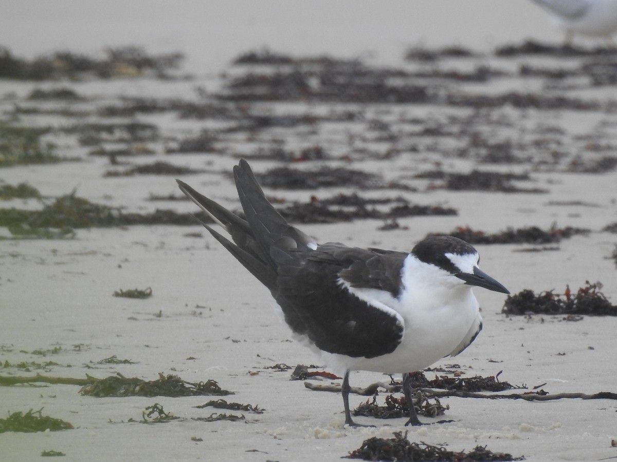 Sooty Tern - ML348915341