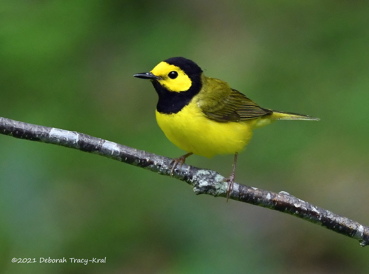 Hooded Warbler - ML348917921