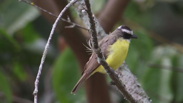 Boat-billed Flycatcher - ML348919431