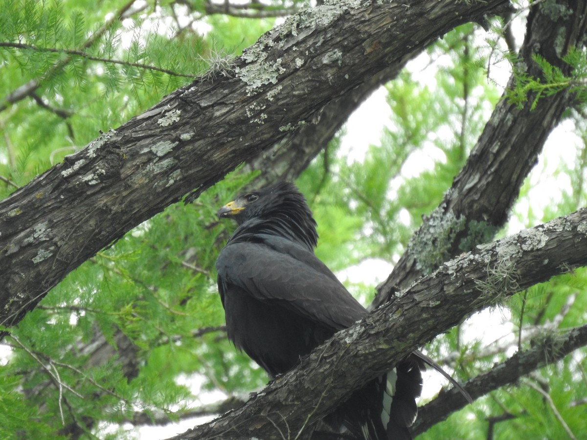 Zone-tailed Hawk - ML348919521