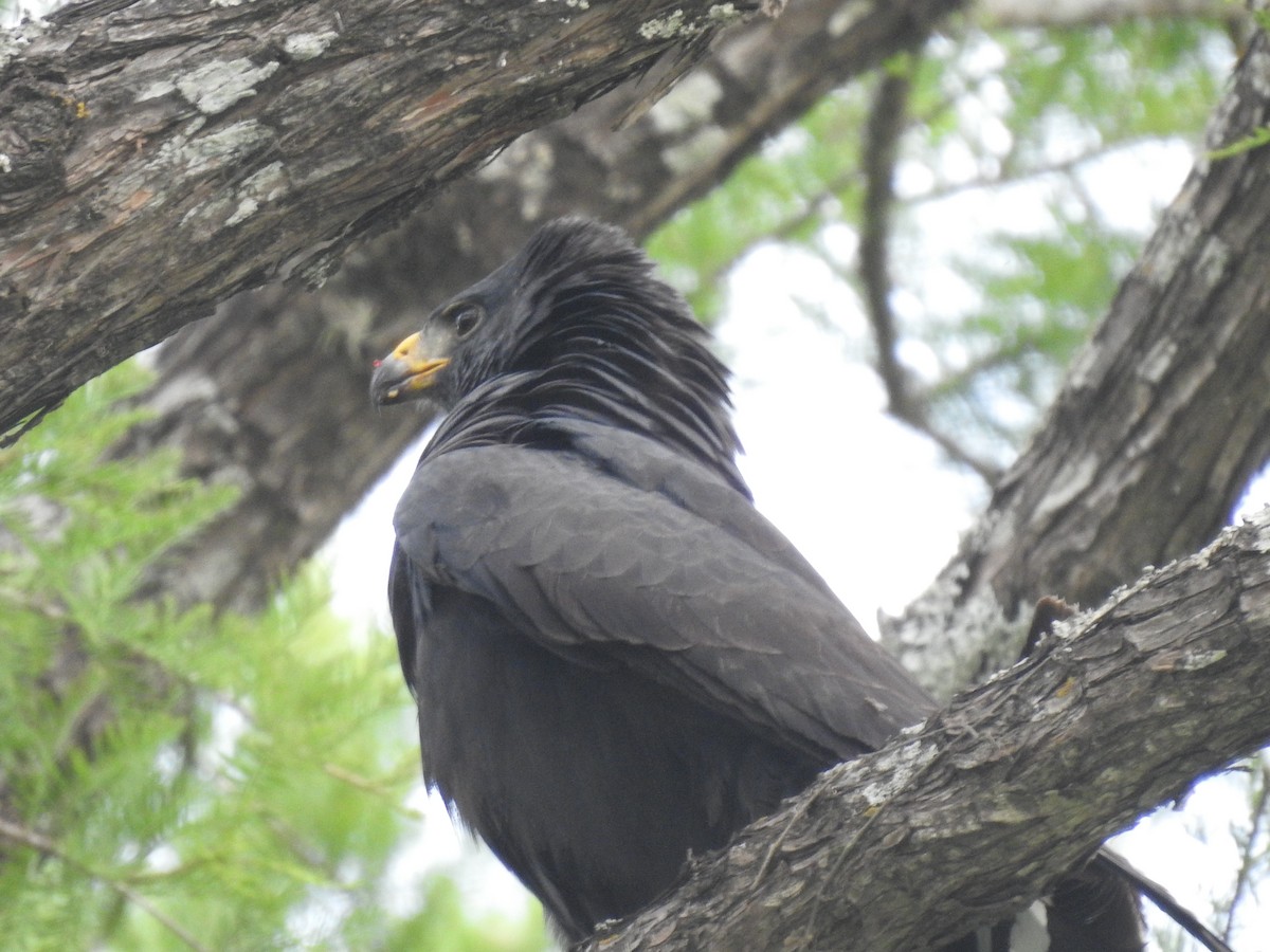 Zone-tailed Hawk - ML348919561