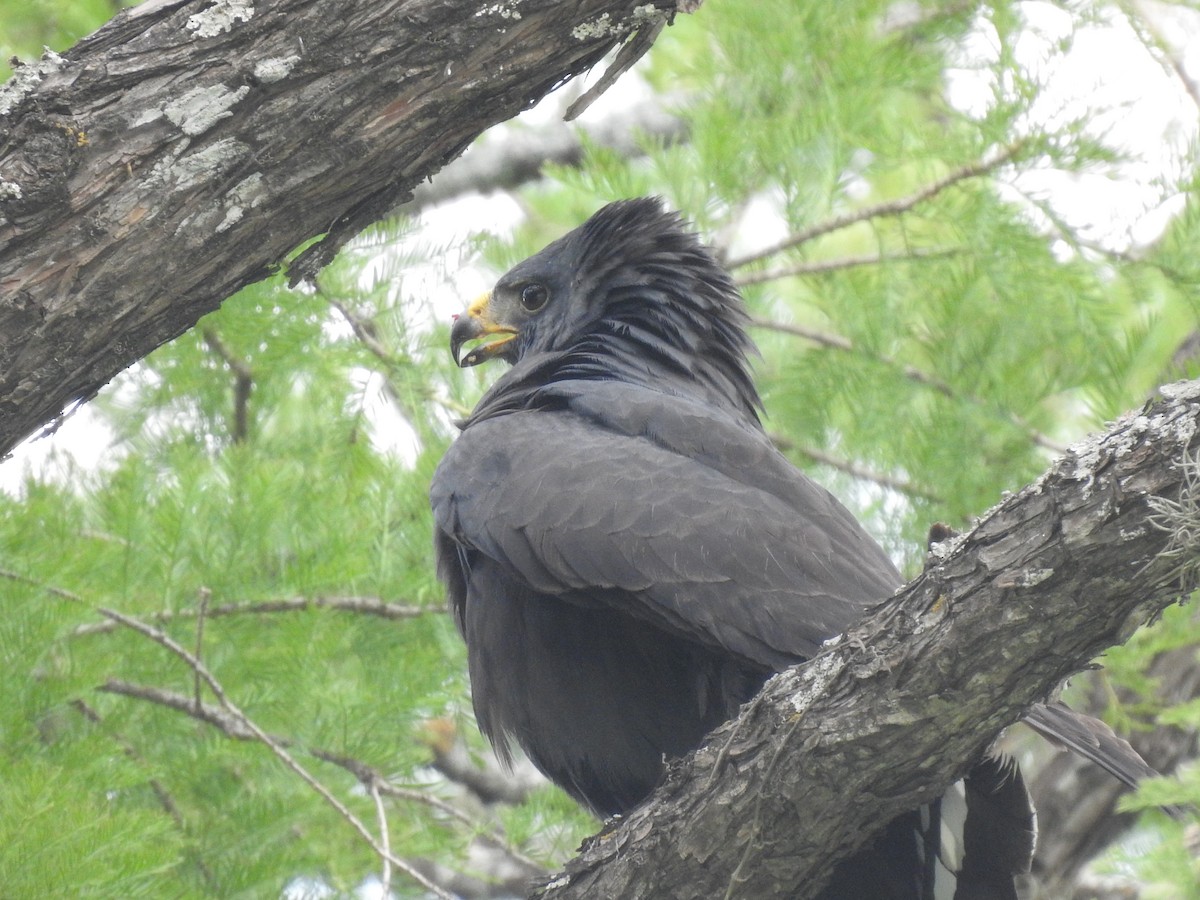 Zone-tailed Hawk - ML348919581