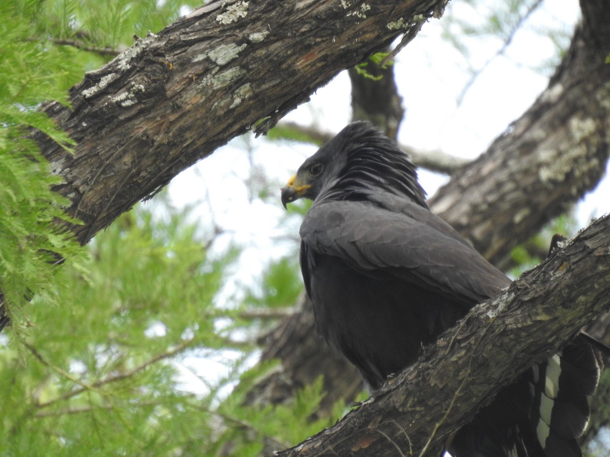 Zone-tailed Hawk - ML348919611