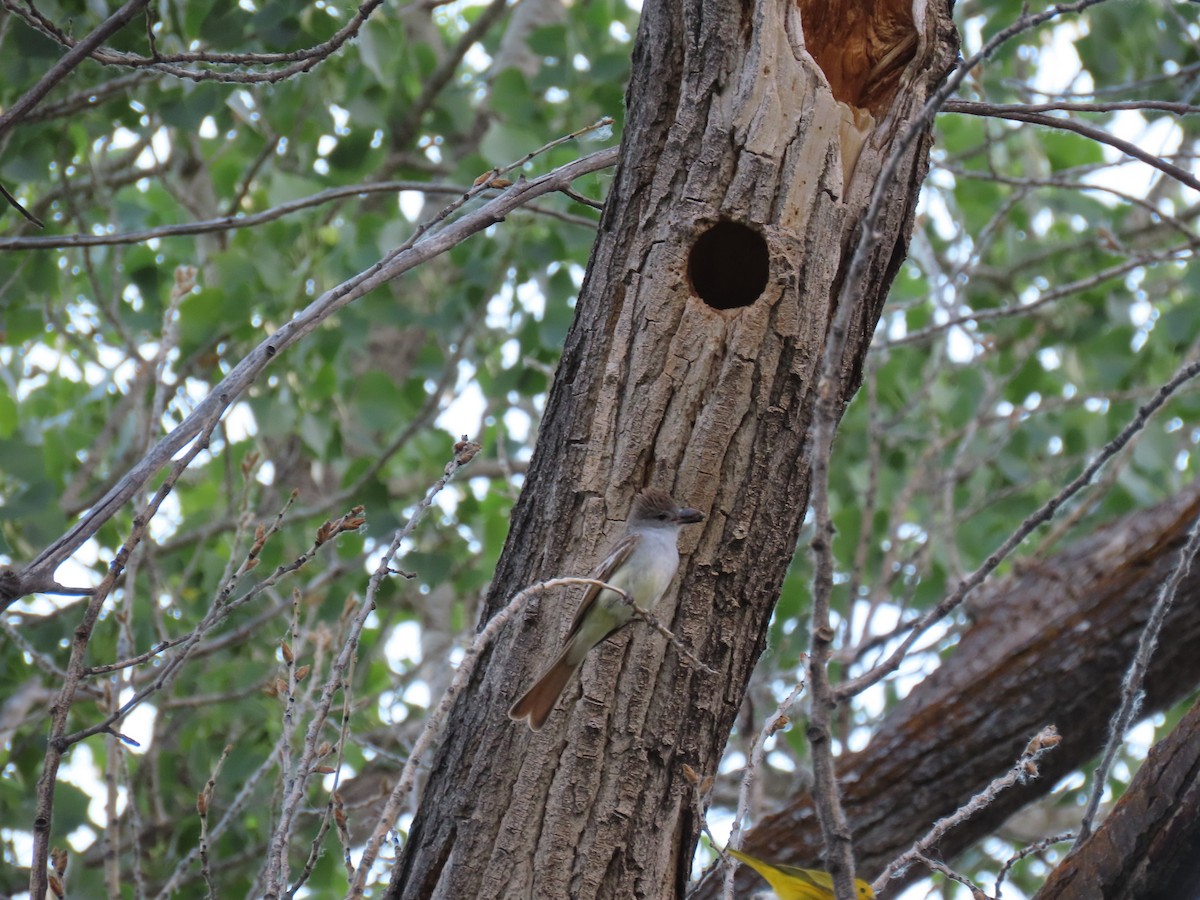 Ash-throated Flycatcher - ML348921251