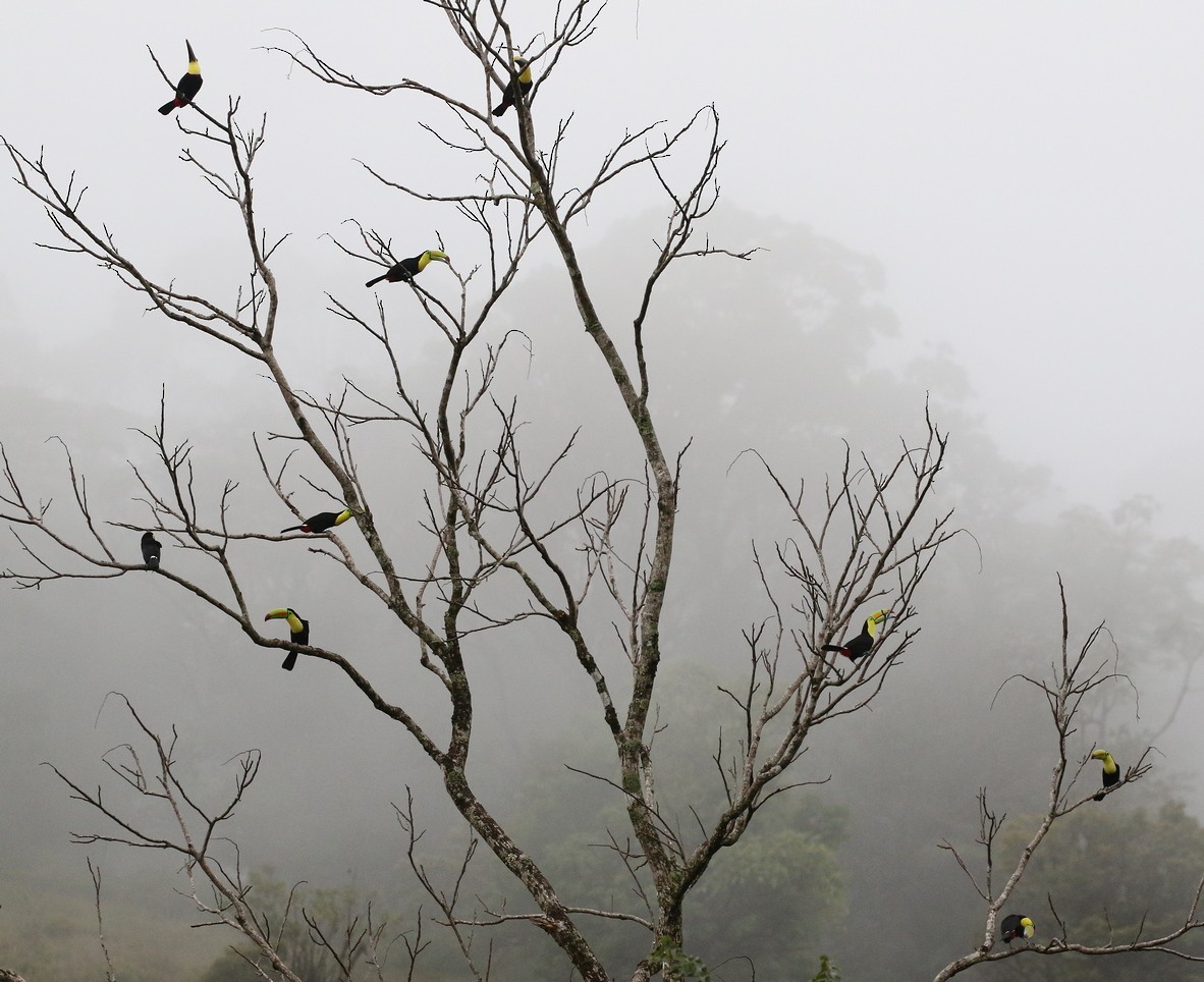 Keel-billed Toucan - ML348921331