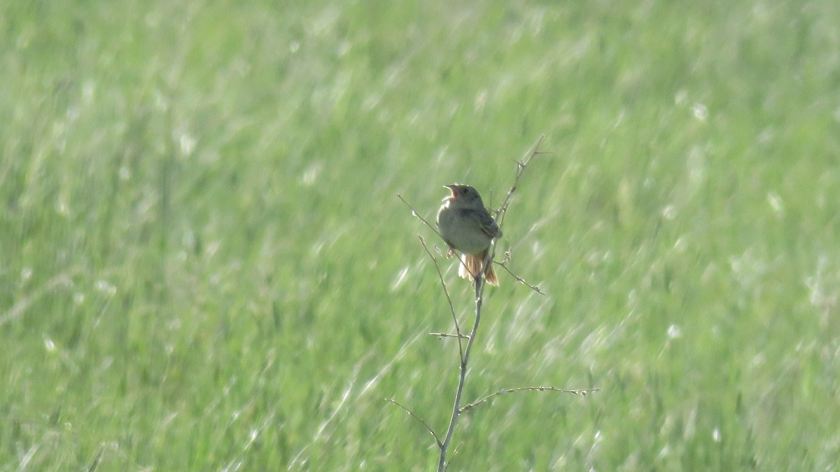 Grasshopper Sparrow - ML348923071