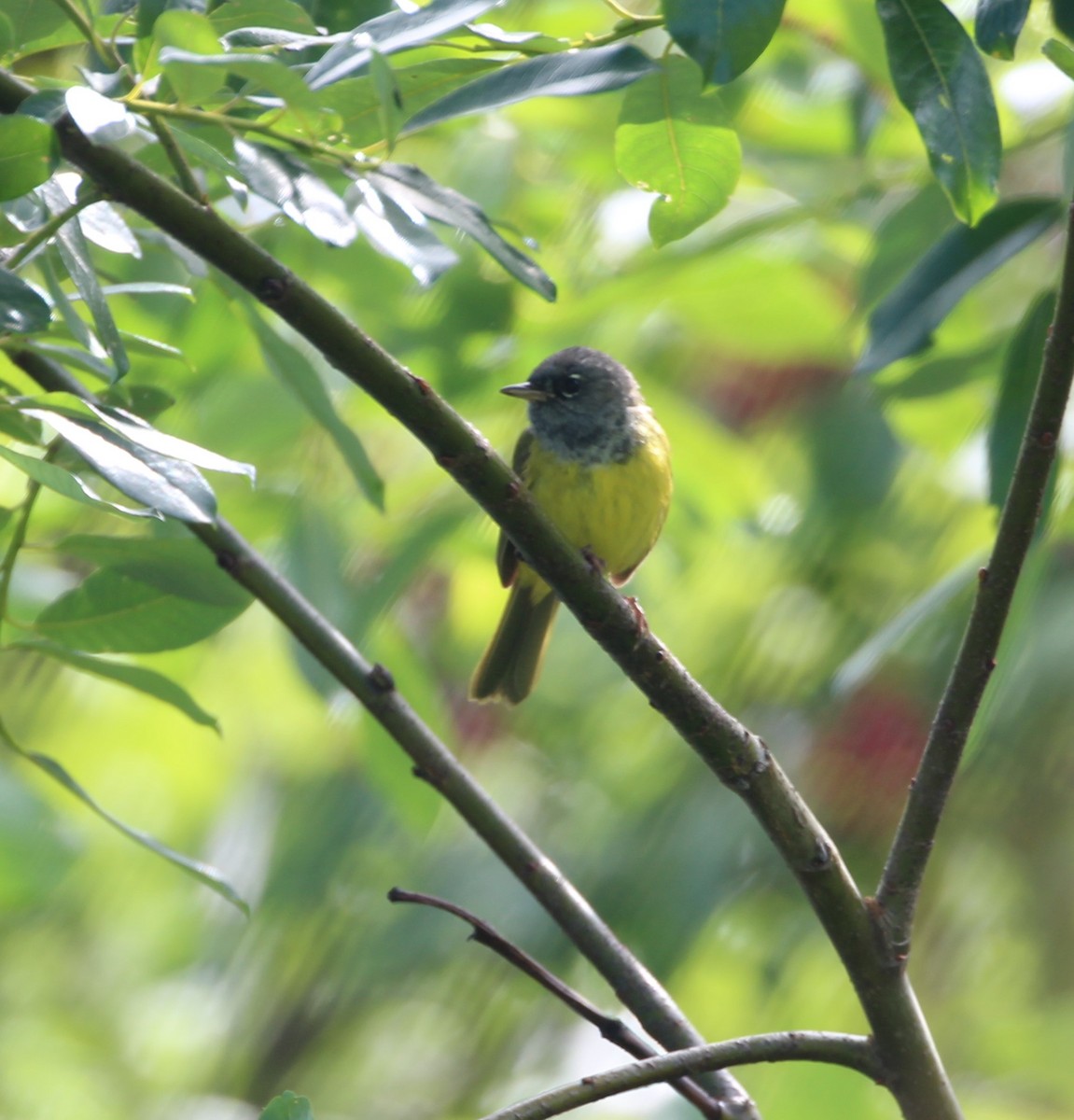 MacGillivray's Warbler - ML348923201