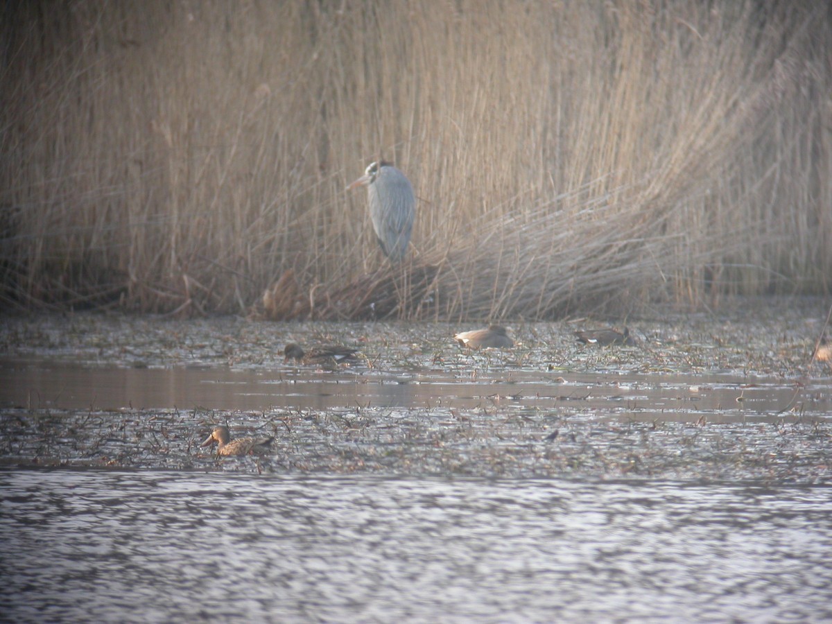 Gray Heron - ML348925141