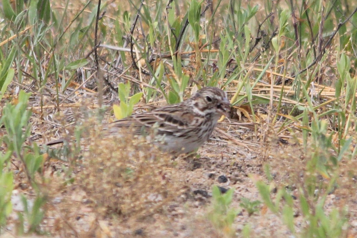 Vesper Sparrow - ML348925501