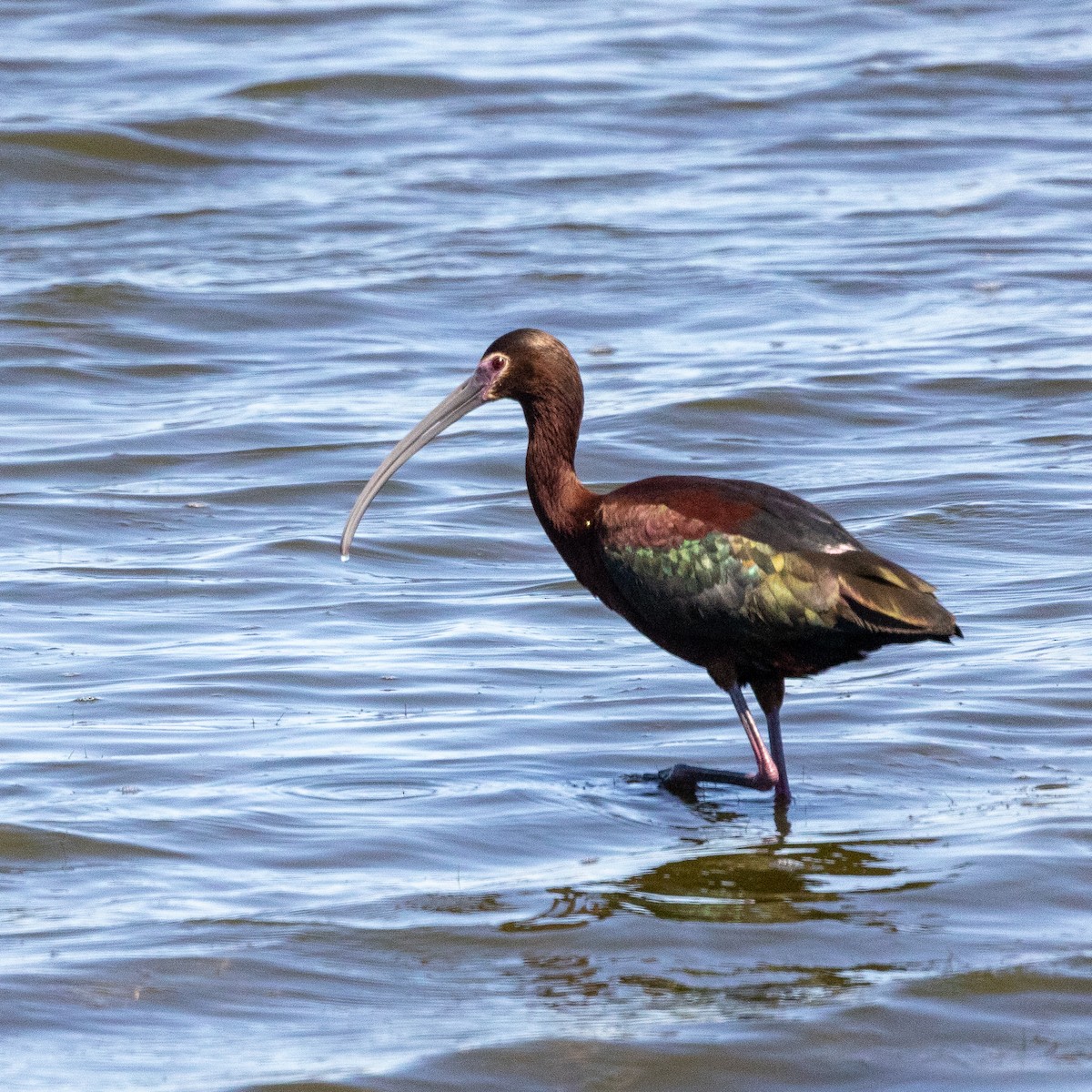 White-faced Ibis - Steve McInnis