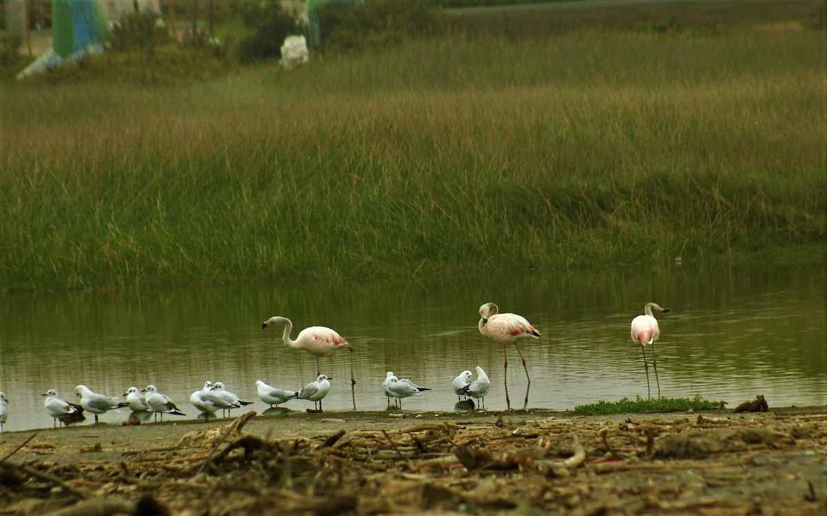 Chilean Flamingo - Fidel Lara Valdés