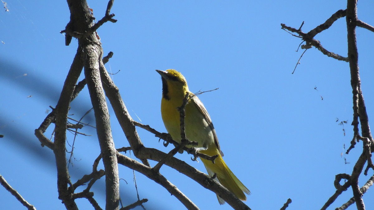 Bullock's Oriole - Curtis Mahon