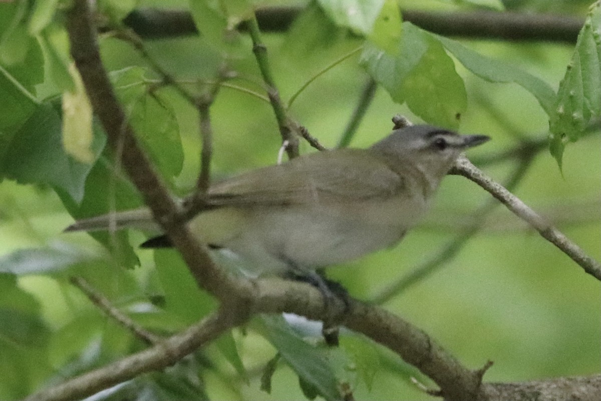 Red-eyed Vireo - ML348930821