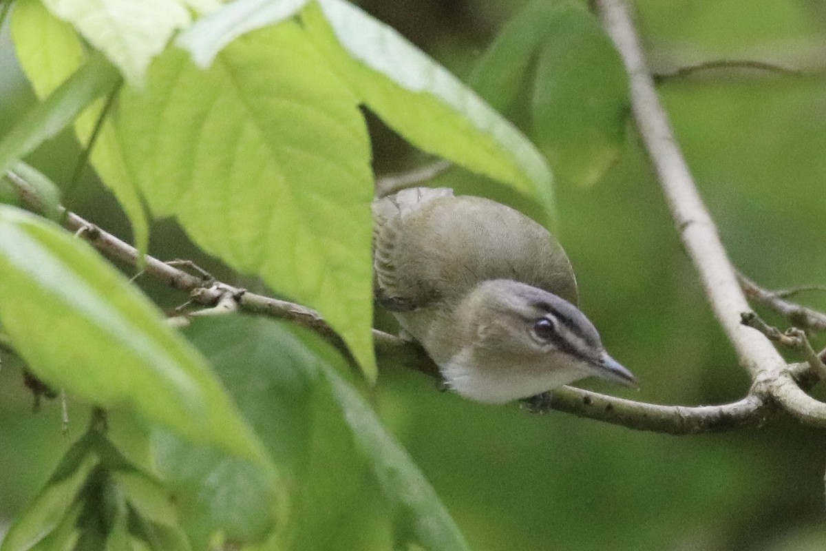 Red-eyed Vireo - ML348930831