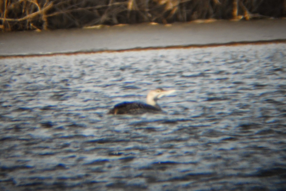 Yellow-billed Loon - ML34893211