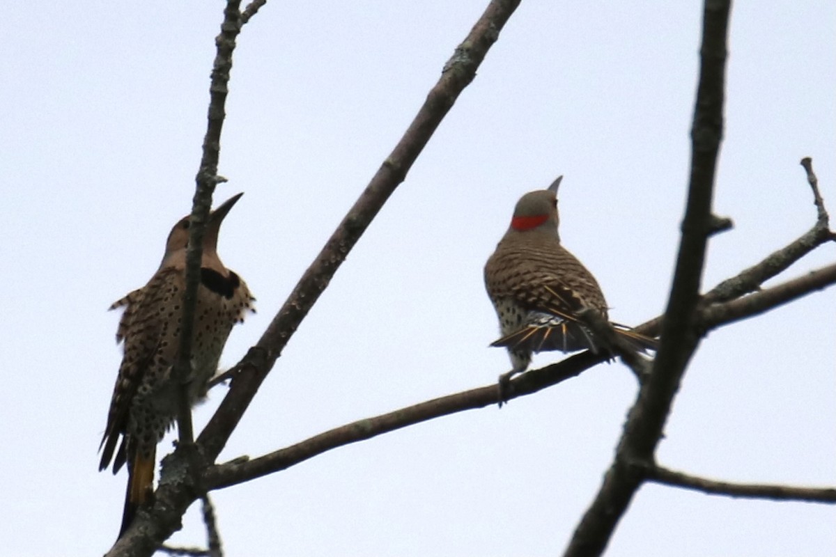 Northern Flicker (Yellow-shafted) - ML348932161
