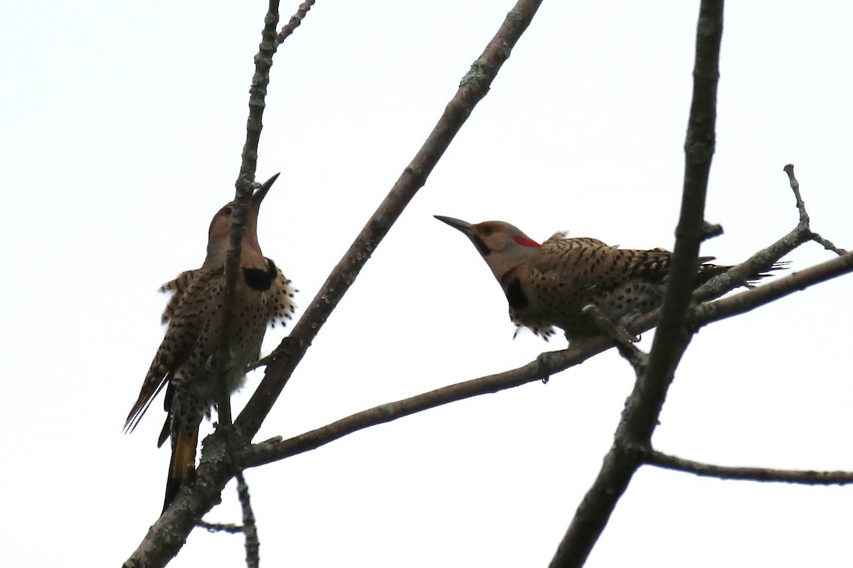 Northern Flicker (Yellow-shafted) - ML348932171