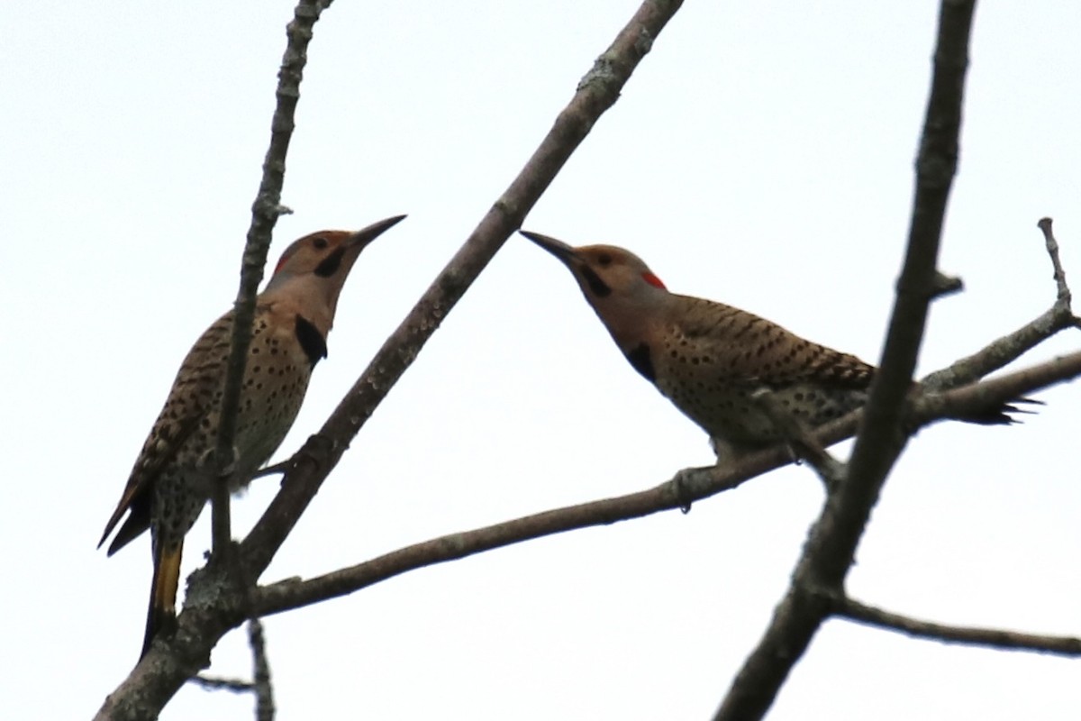 Northern Flicker (Yellow-shafted) - ML348932181