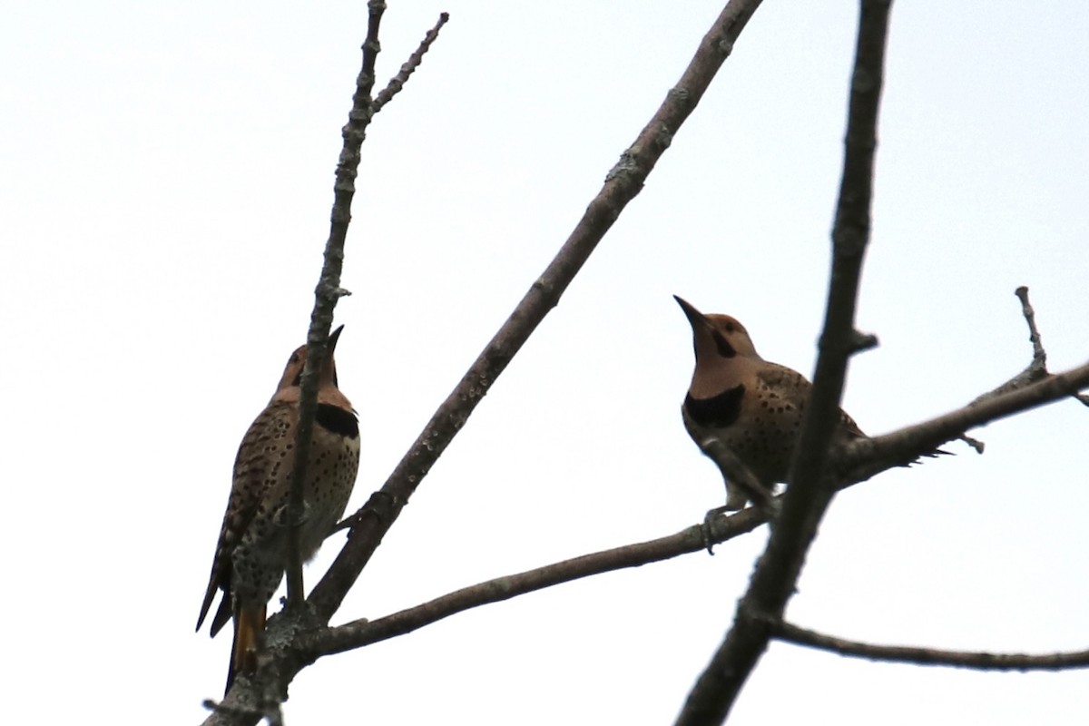 Northern Flicker (Yellow-shafted) - ML348932191