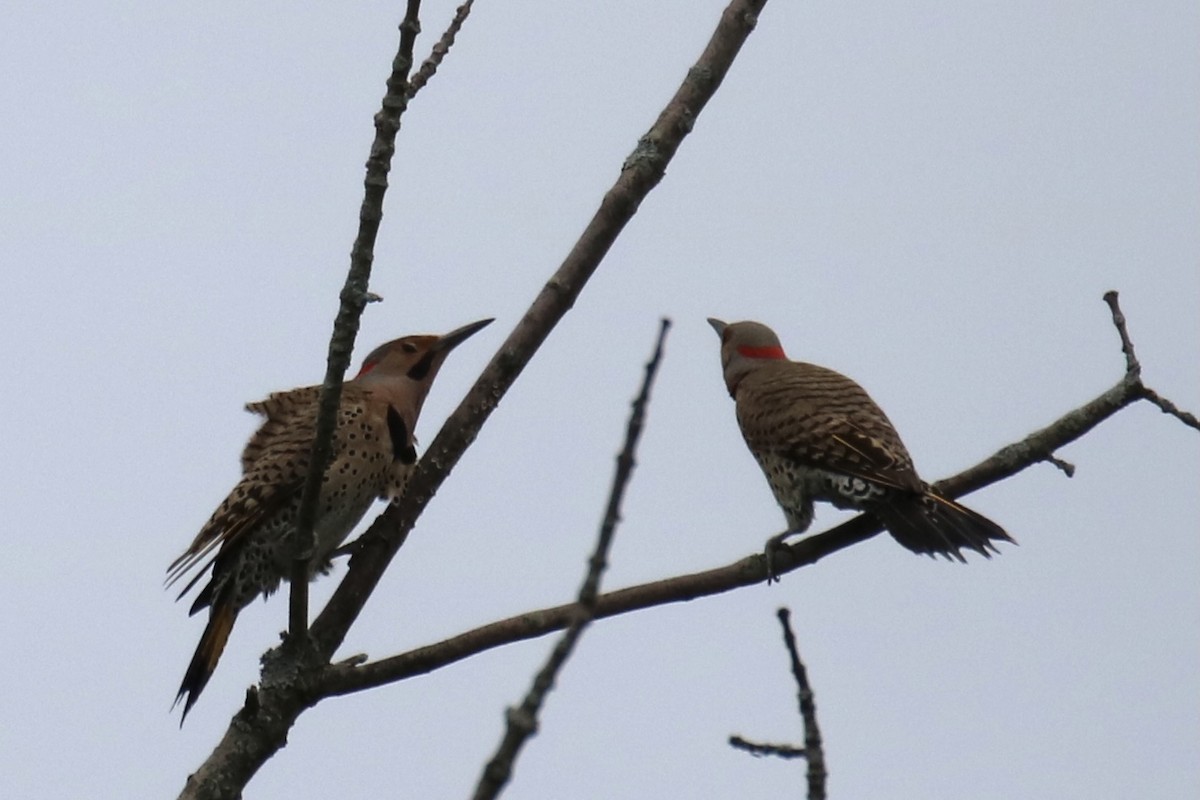 Northern Flicker (Yellow-shafted) - ML348932201